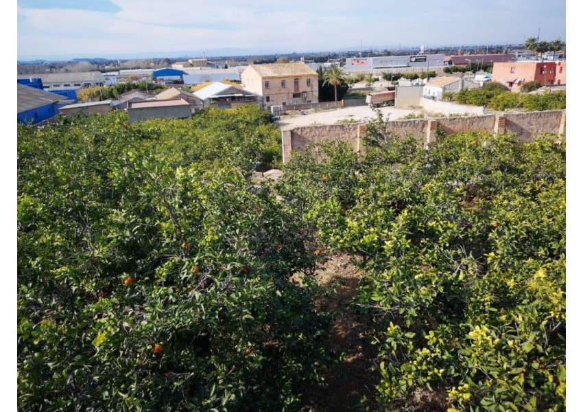 Nieruchomości w Hiszpanii industrialna działka z sadem pomarańczowym przy wjeździe do miasta Cullera